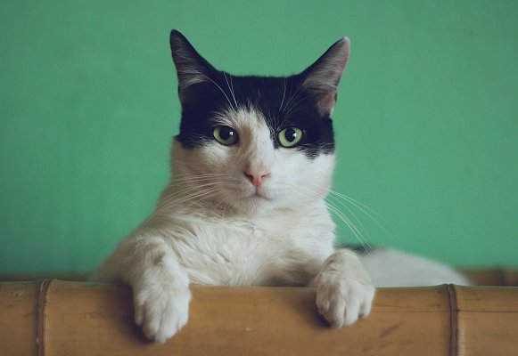 20 популярных английских идиом, которые нужно знать